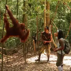 Bukit Lawang Jungle Orangutang Trekking